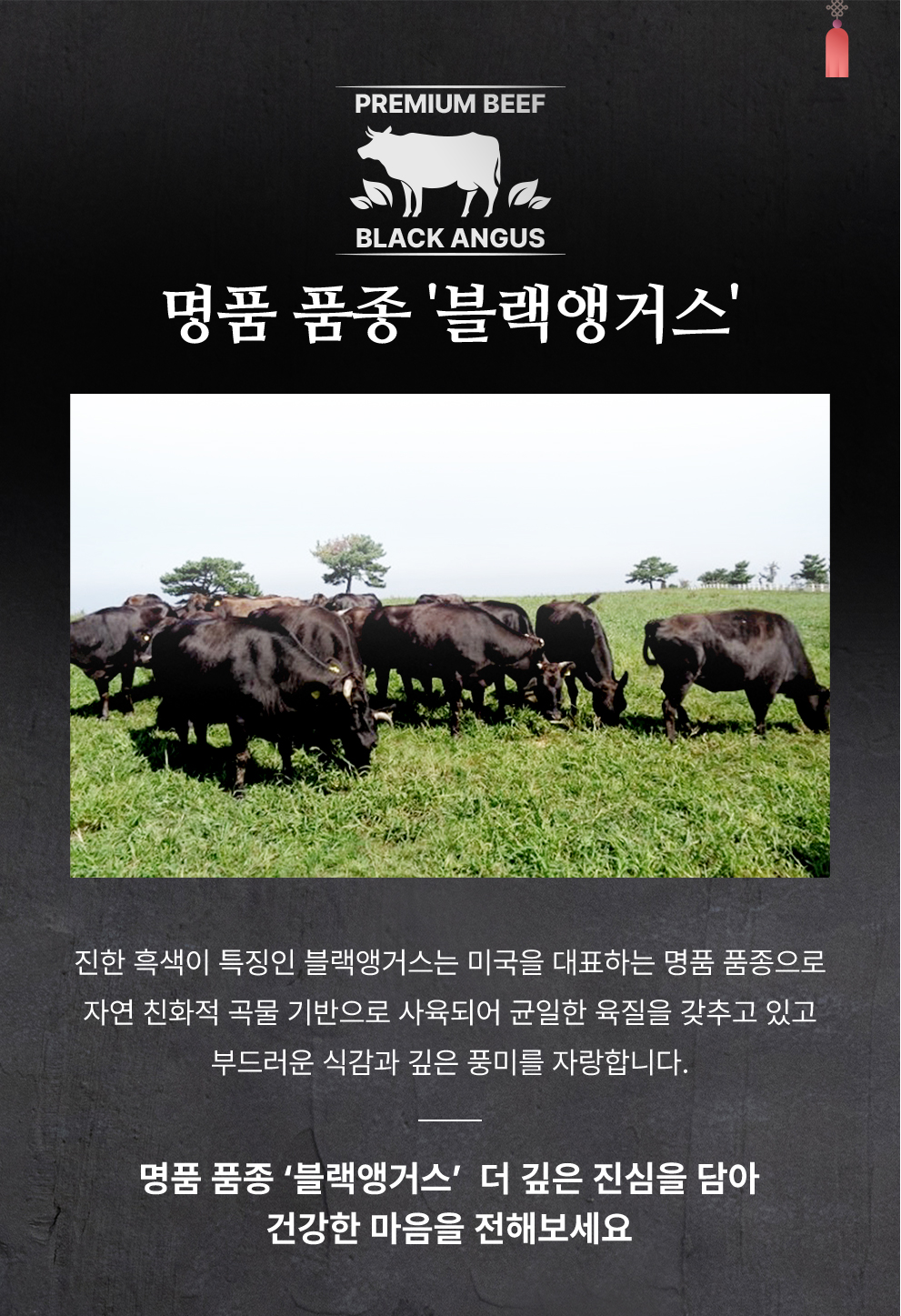 명품 품종 블랙앵거스